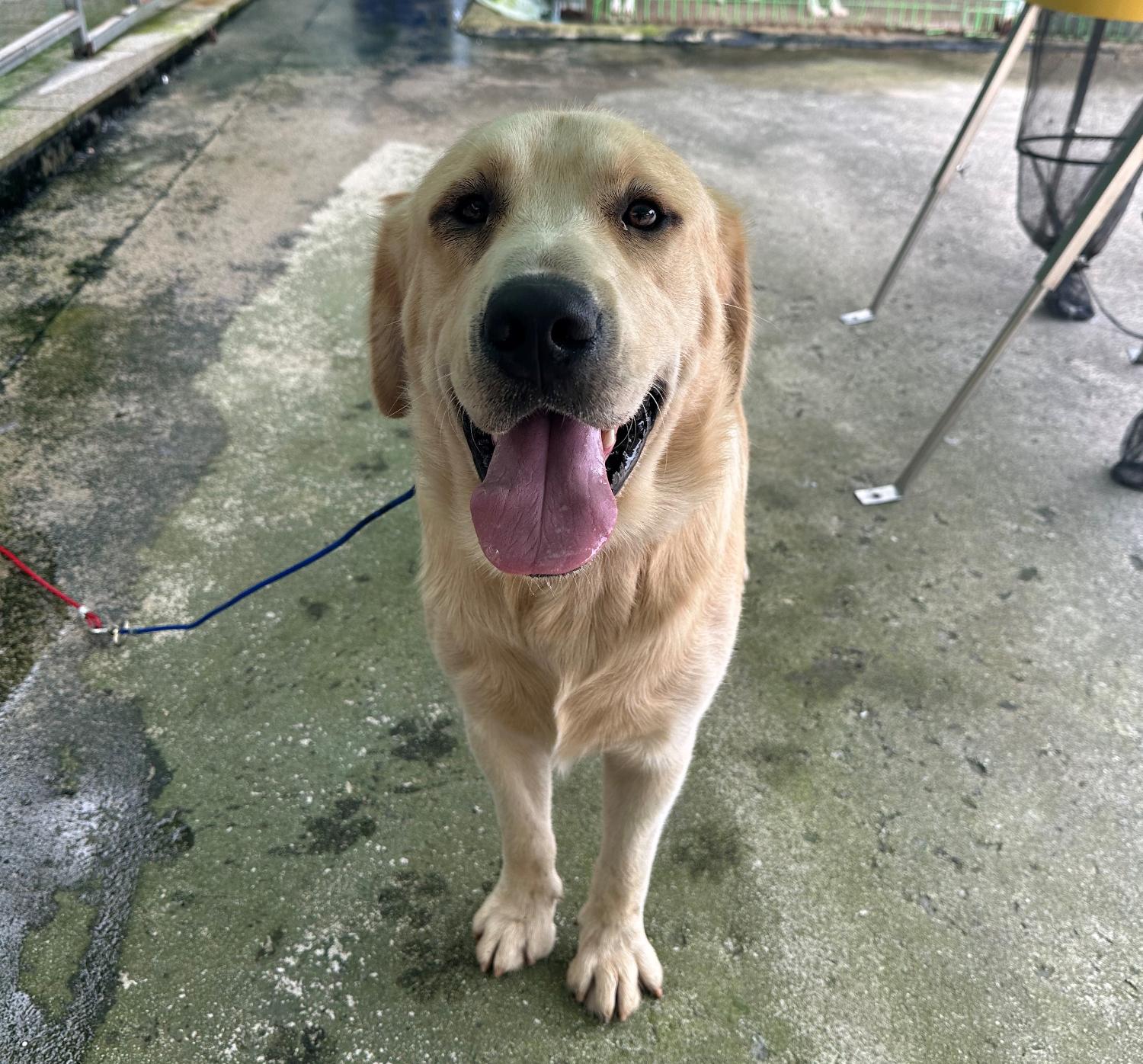 광주 동물보호소_429362202300674